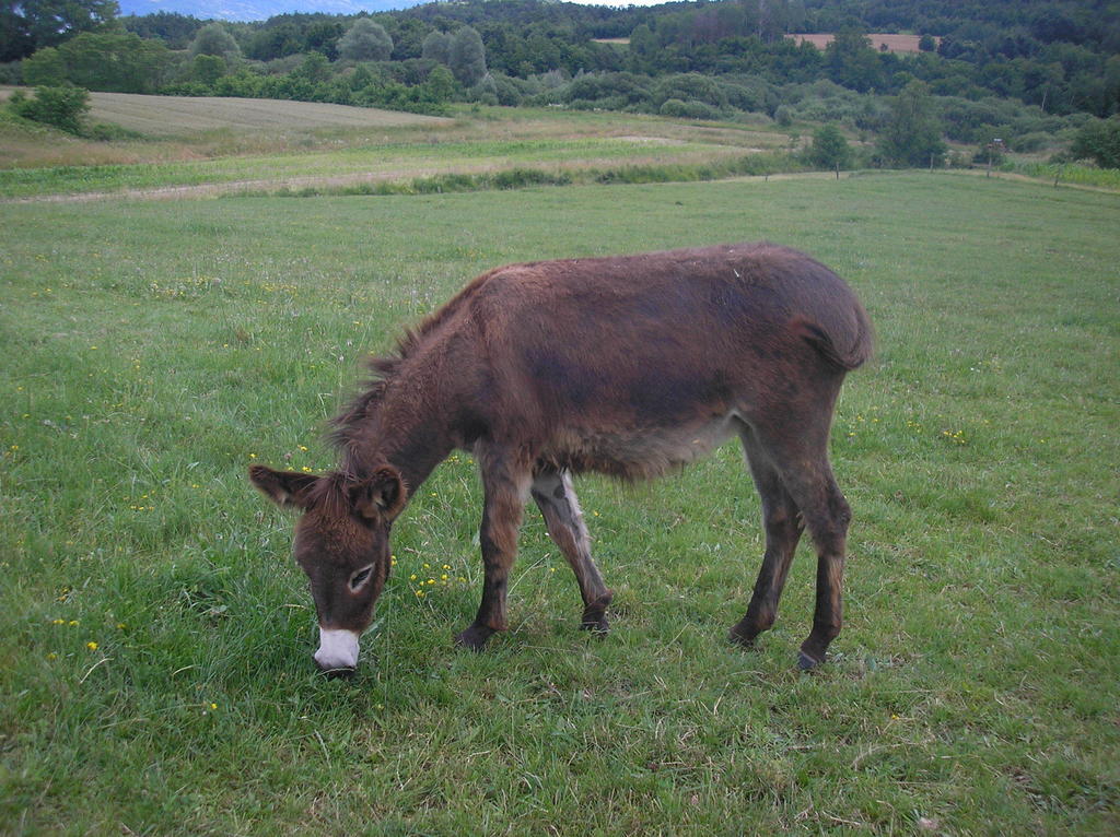 Agroturism Stara Stala